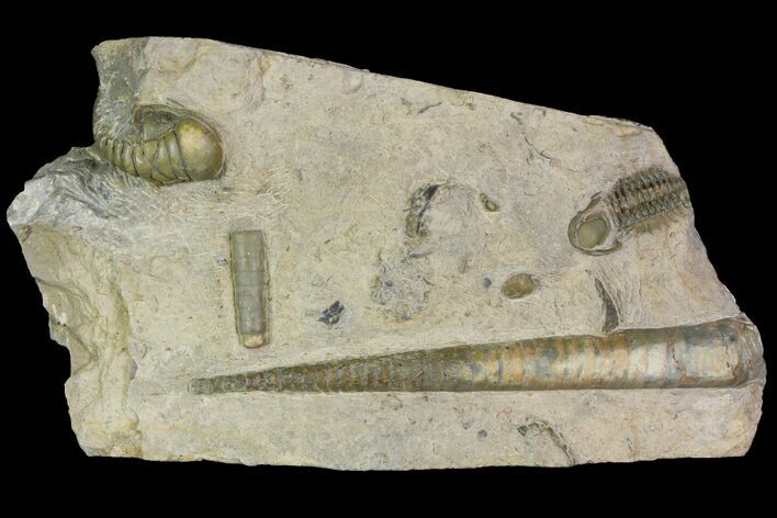 Cephalopod Fossil With Two Partial Crotalocephalina Trilobites #139001